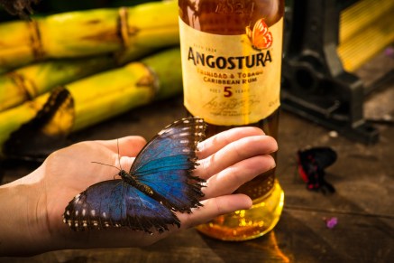 Angostura Butterfly House 1