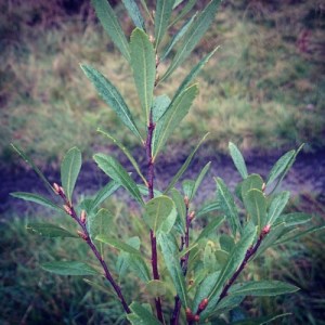 Bog Myrtle
