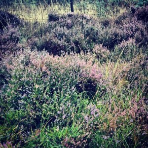Heather - Caorunn