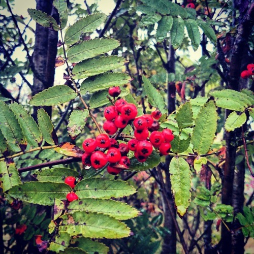 Rowan Berry - Caorunn