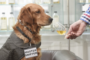The world's first whisky sniffer dog, The Scotch Malt Whisky Sociey  - photo by Greg Macvean 6 email copy